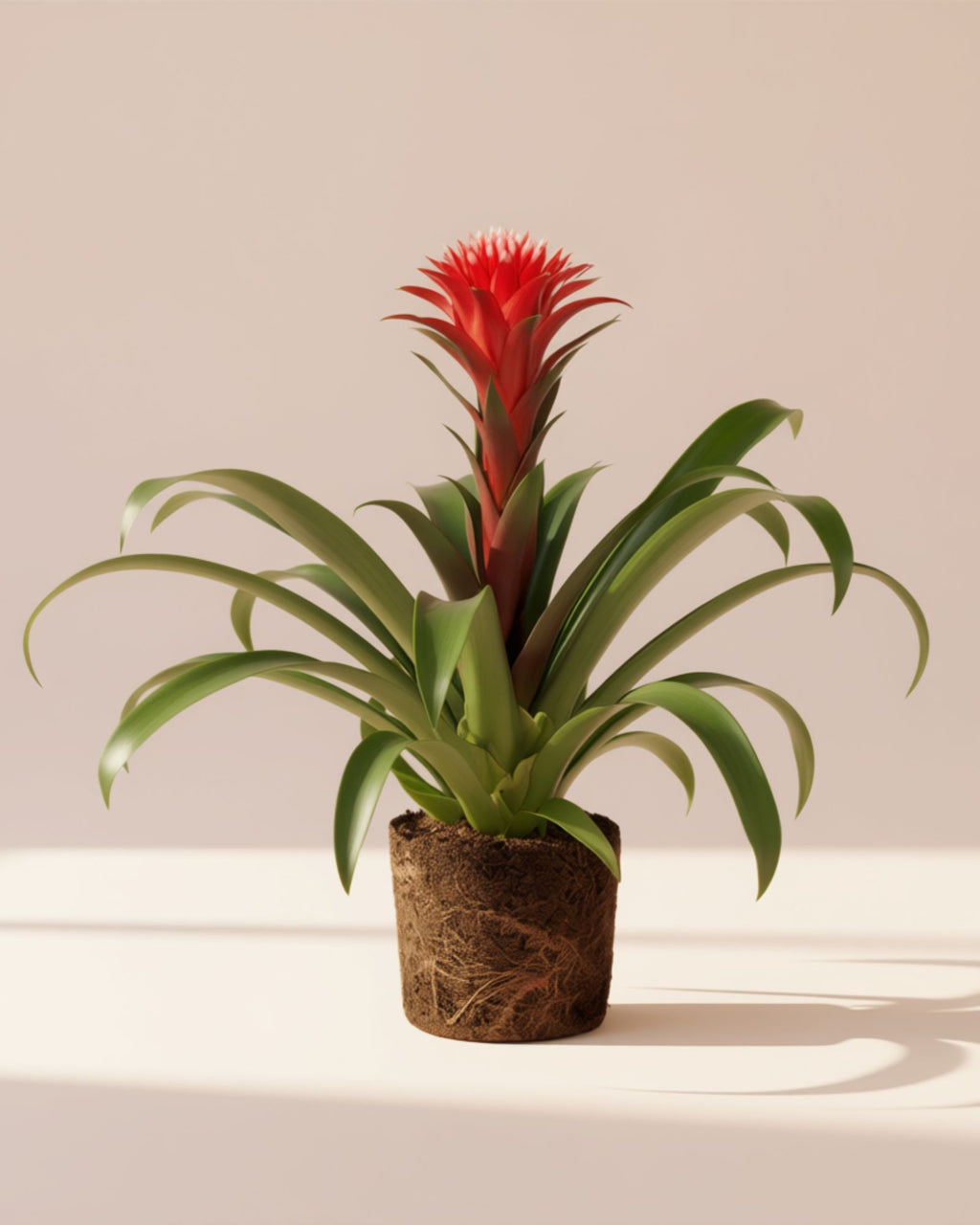 Guzmania Hope