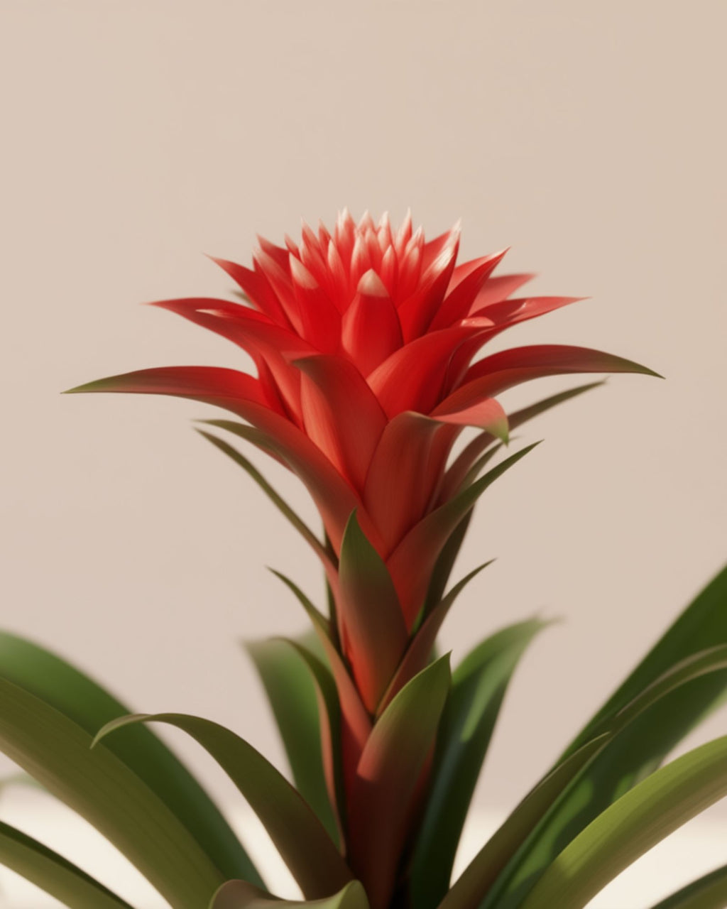 Guzmania Hope