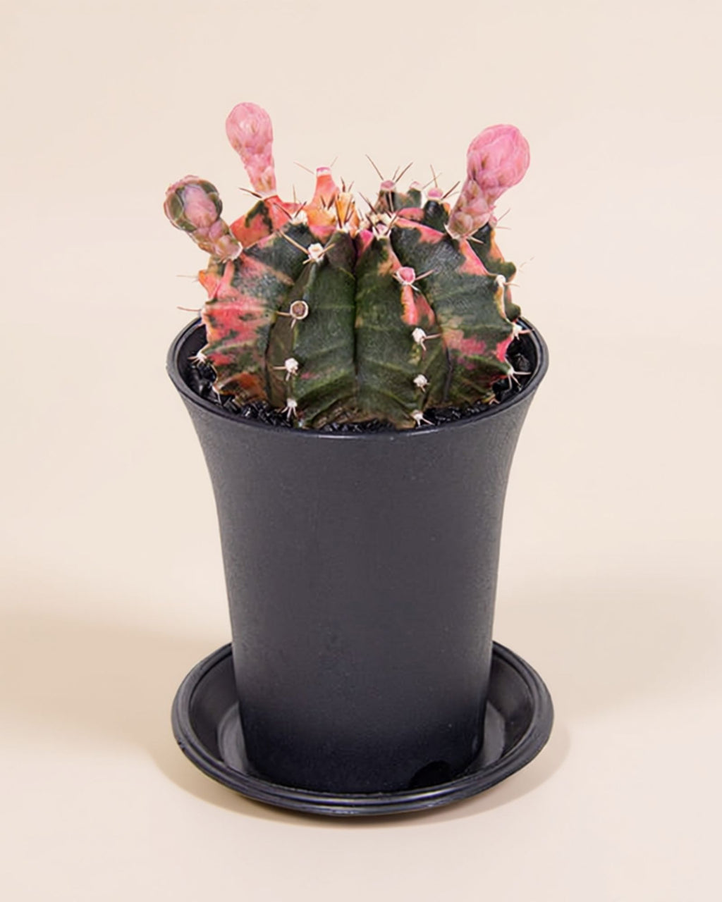 Gymno Cactus