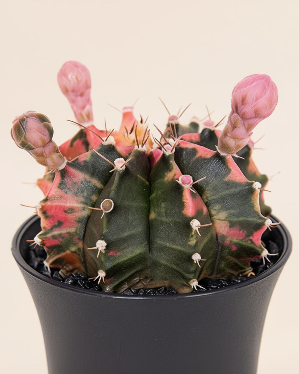Gymno Cactus