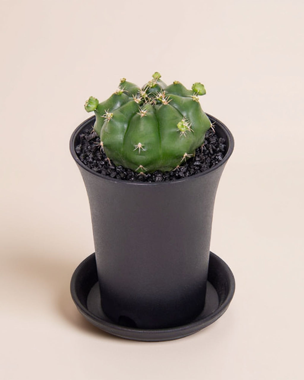 Gymno Froggy Cactus