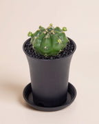 Gymno Froggy Cactus