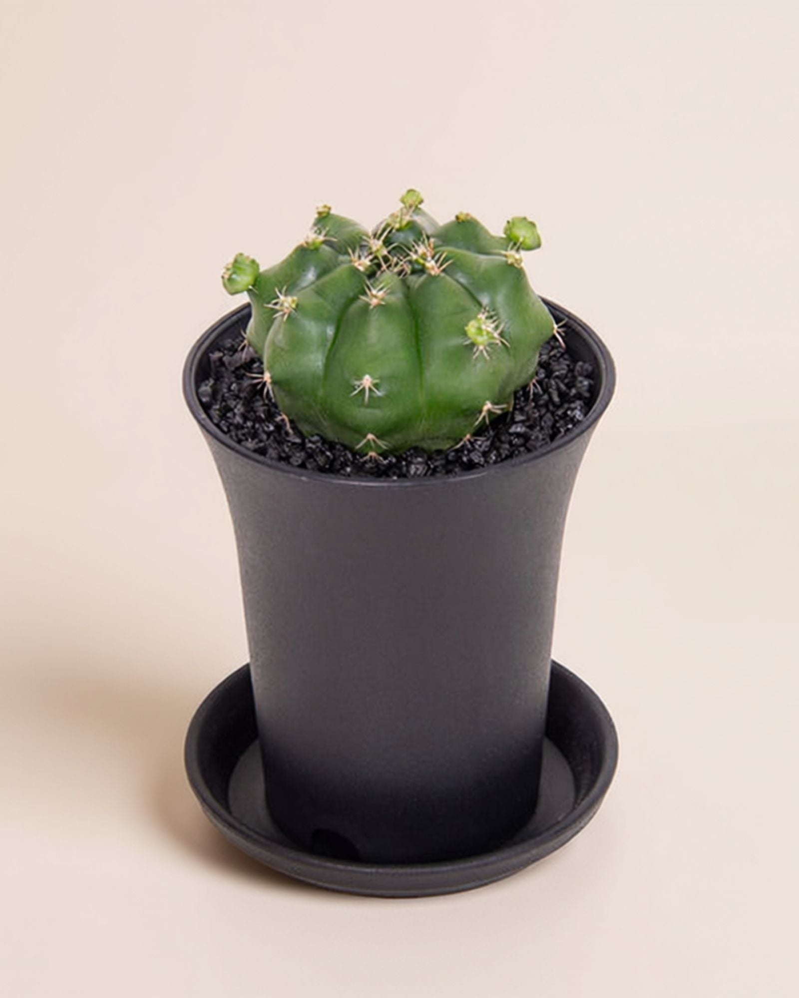 Gymno Froggy Cactus