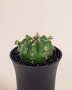 Gymno Froggy Cactus