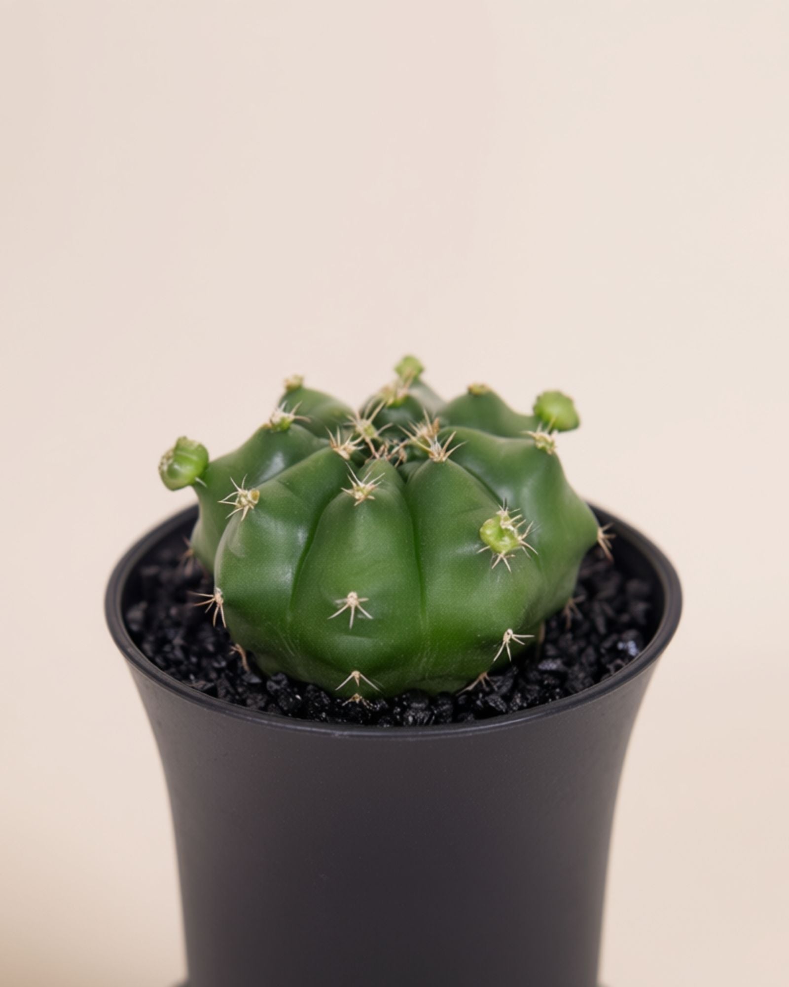 Gymno Froggy Cactus