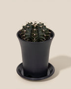 Gymno Green Cactus