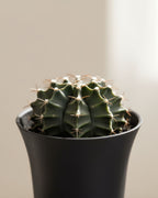 Gymno Green Cactus