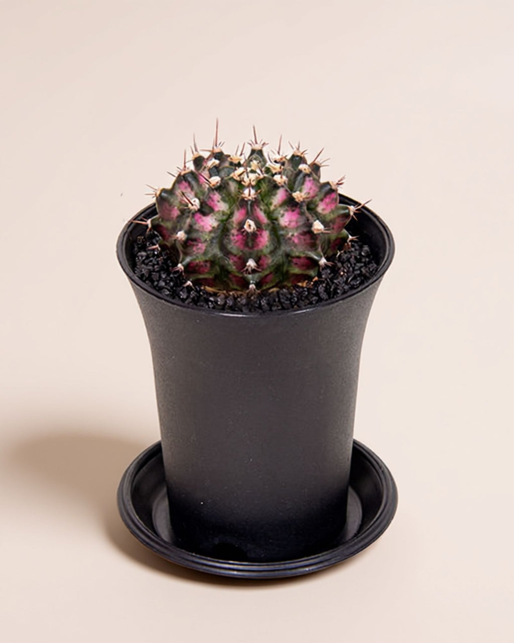 Gymno T-Rex Pink Cactus