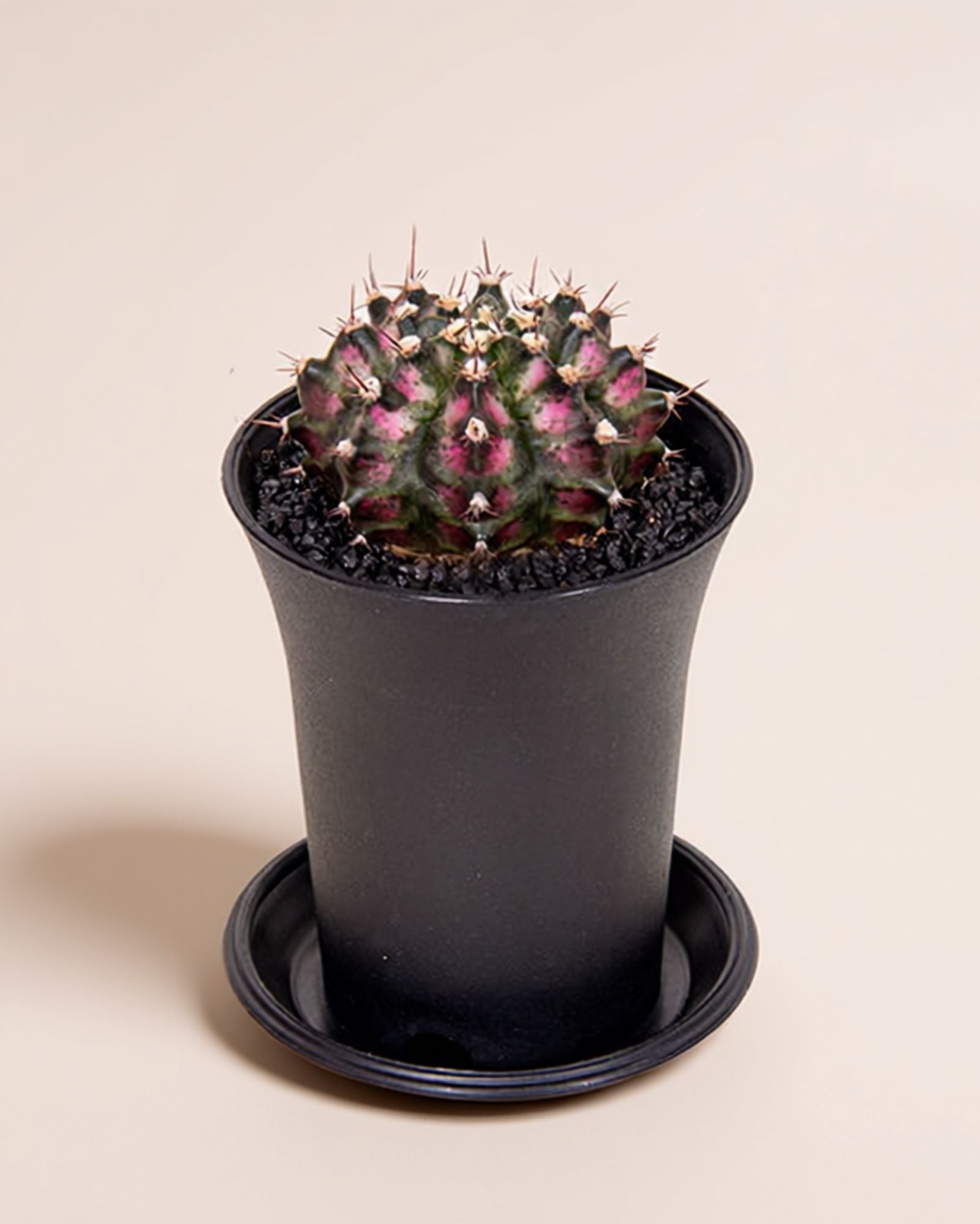 Gymno T-Rex Pink Cactus