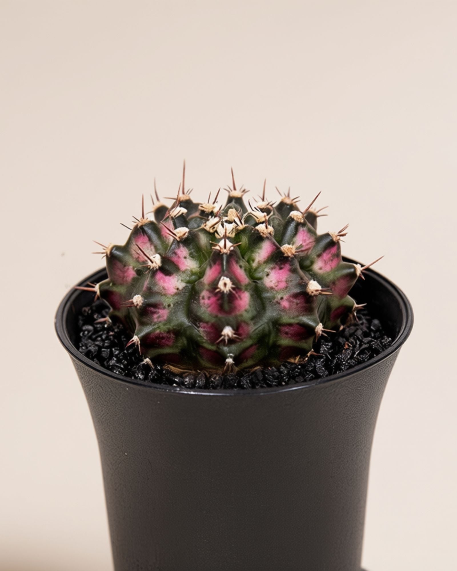 Gymno T-Rex Pink Cactus
