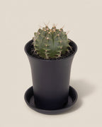 Gymno Wheel Cactus
