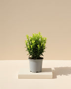 Japanese Green Spire Small