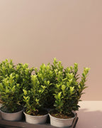 Japanese Green Spire Small