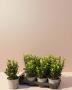 Japanese Green Spire Small