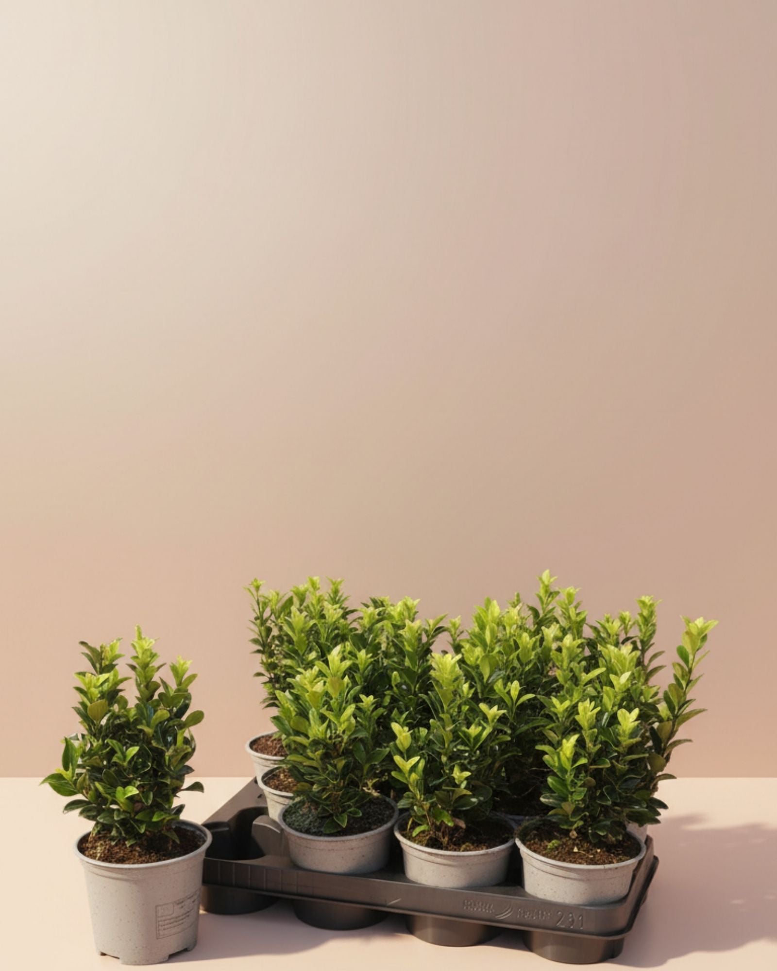 Japanese Green Spire Small