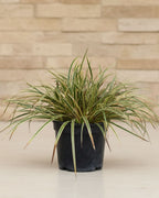 Japanese Sedge