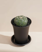 Kikko Lizard Skin Cactus