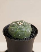 Kikko Lizard Skin Cactus