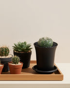 Kikko Lizard Skin Cactus