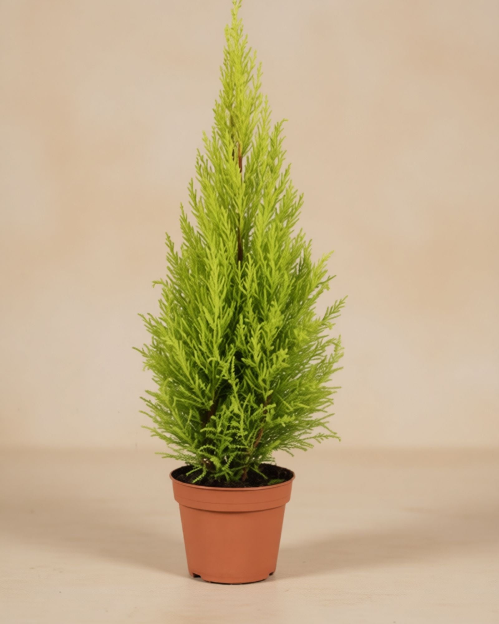 Lemon Cypress Small