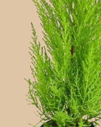 Lemon Cypress Small