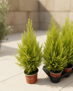 Lemon Cypress Small