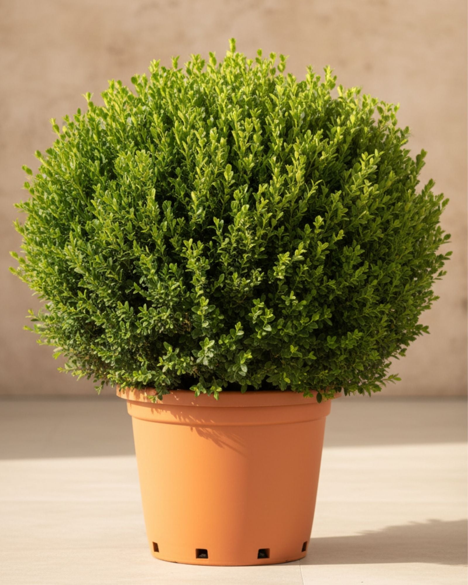 Littleleaf Boxwood Italian Small