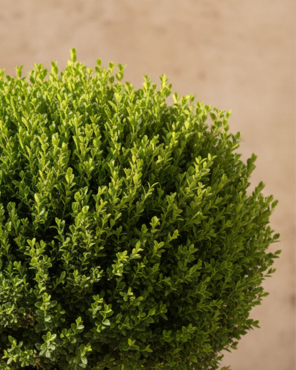Littleleaf Boxwood Italian Small