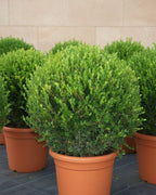Littleleaf Boxwood Italian Small