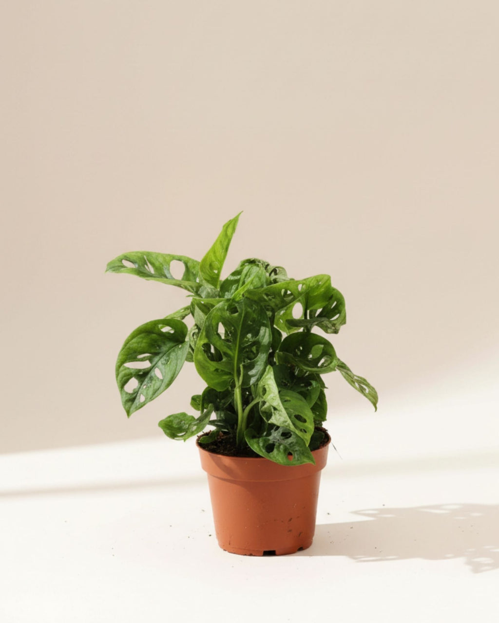 Monstera Monkey Mask