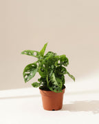 Monstera Monkey Mask