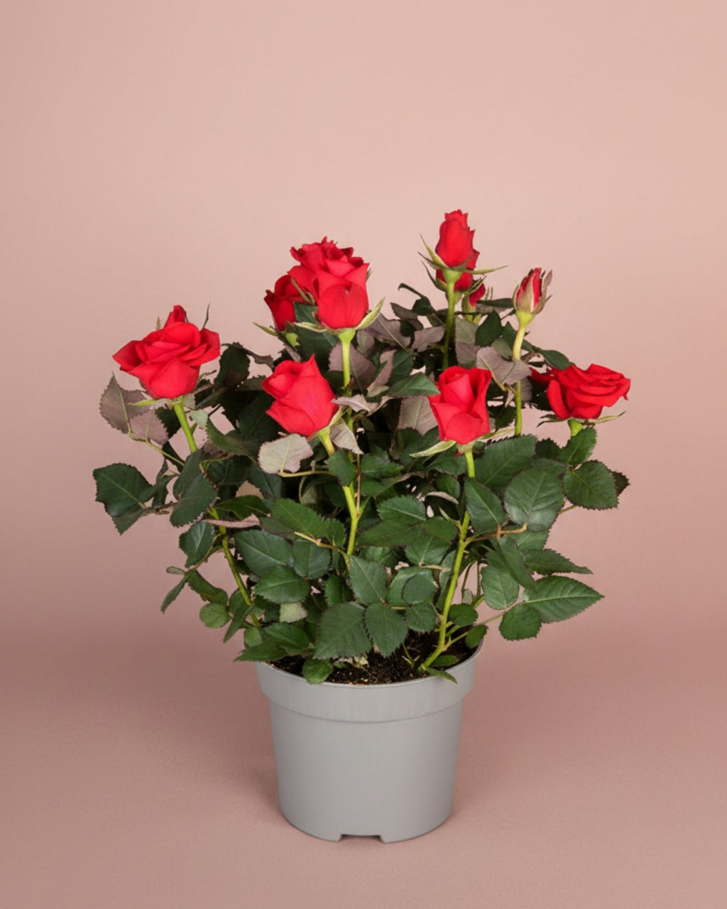 Mini Rose Red Mercedes