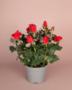 Mini Rose Red Mercedes