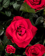 Mini Rose Red Mercedes