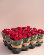 Mini Rose Red Mercedes