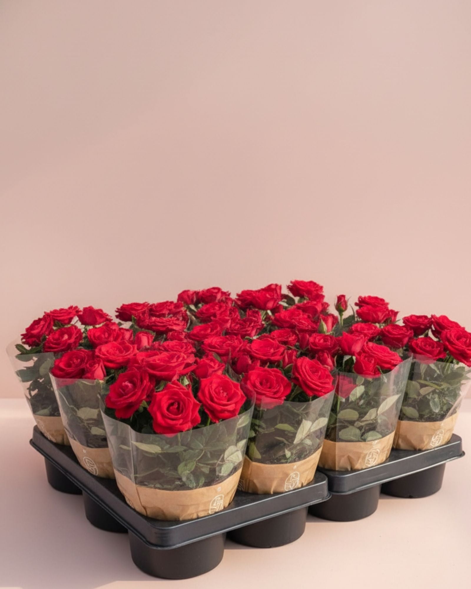 Mini Rose Red Mercedes