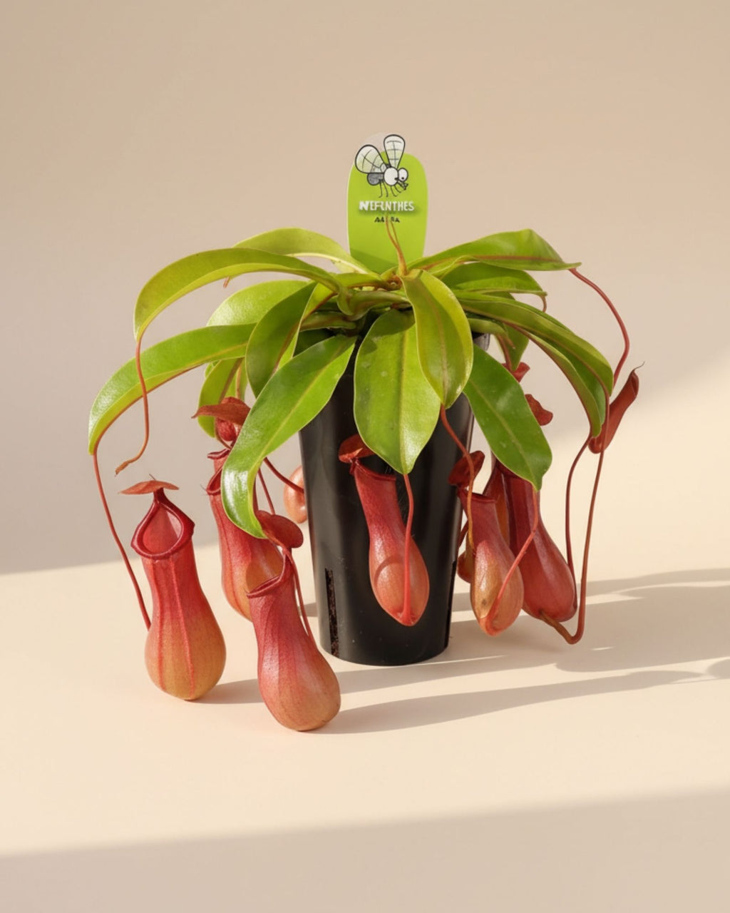 Monkey Jars Carnivorous