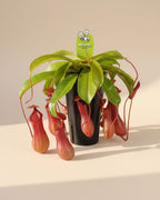 Monkey Jars Carnivorous