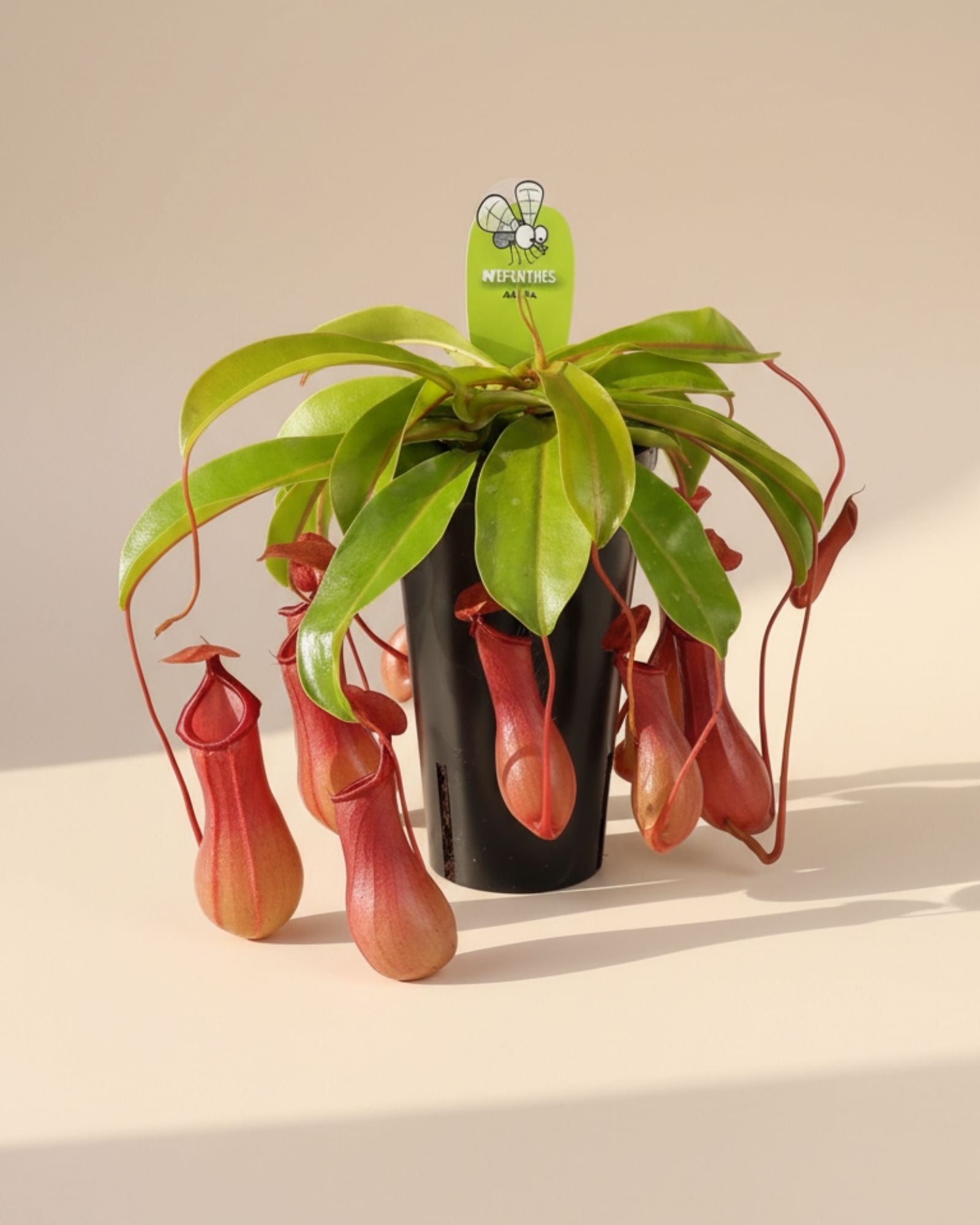 Monkey Jars Carnivorous