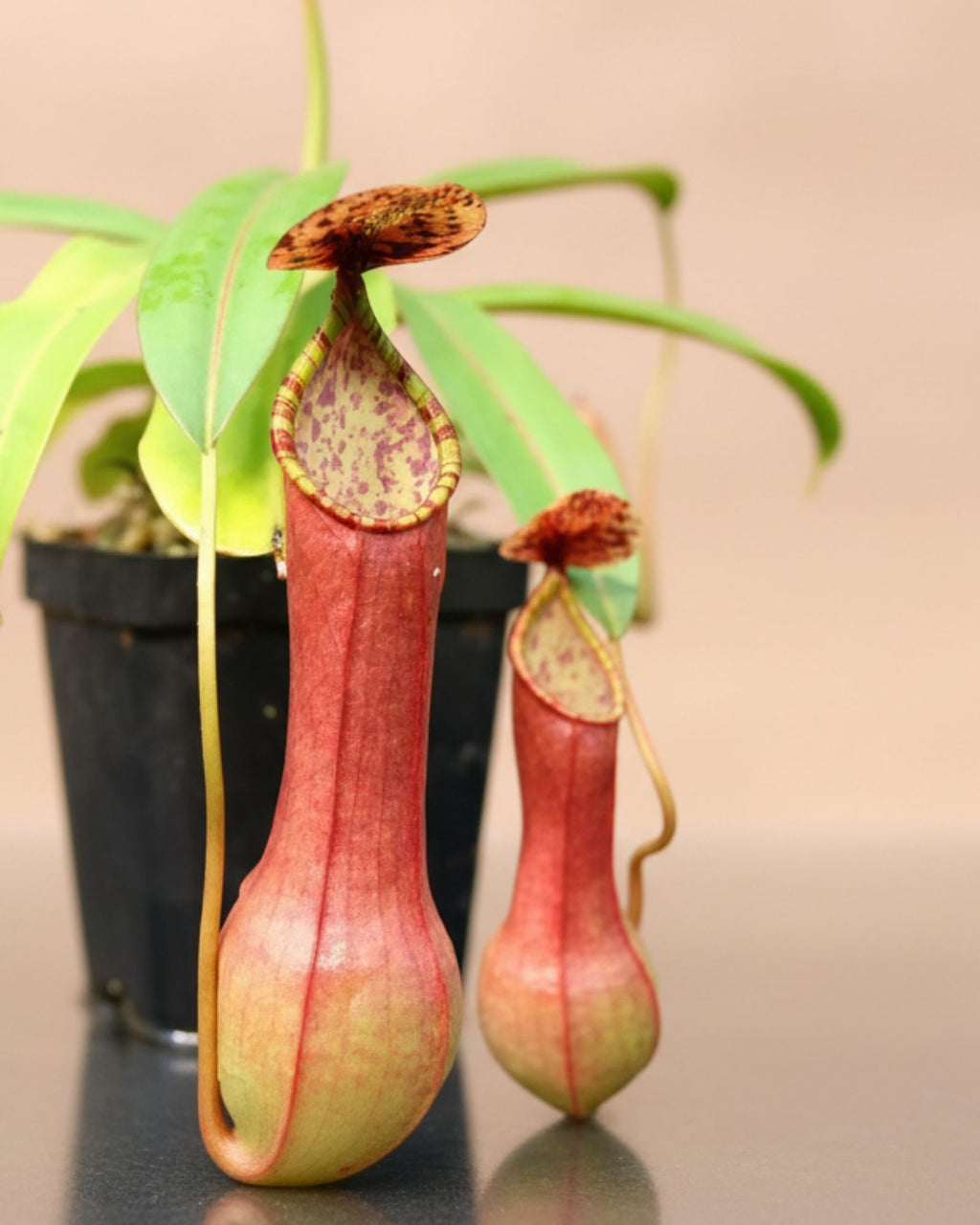 Monkey Jars Carnivorous