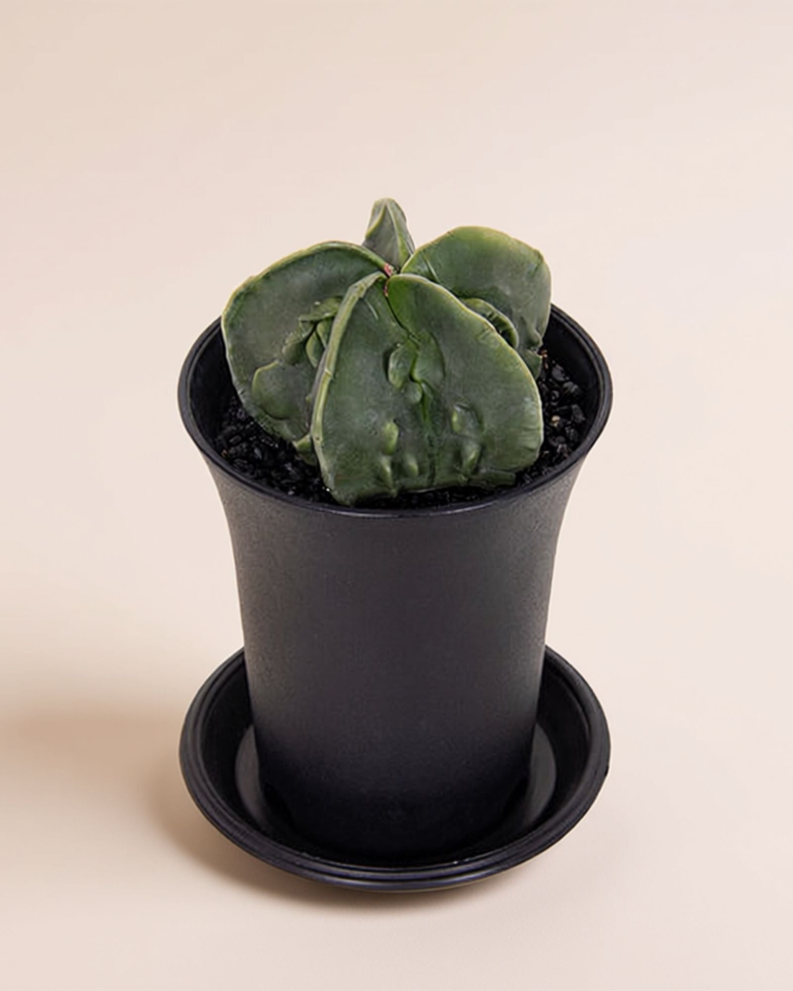 Myriostigma Fukuryu Cactus