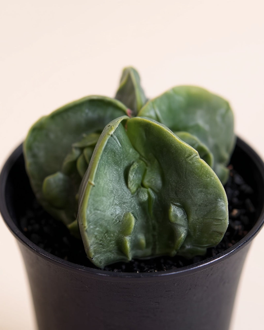 Myriostigma Fukuryu Cactus