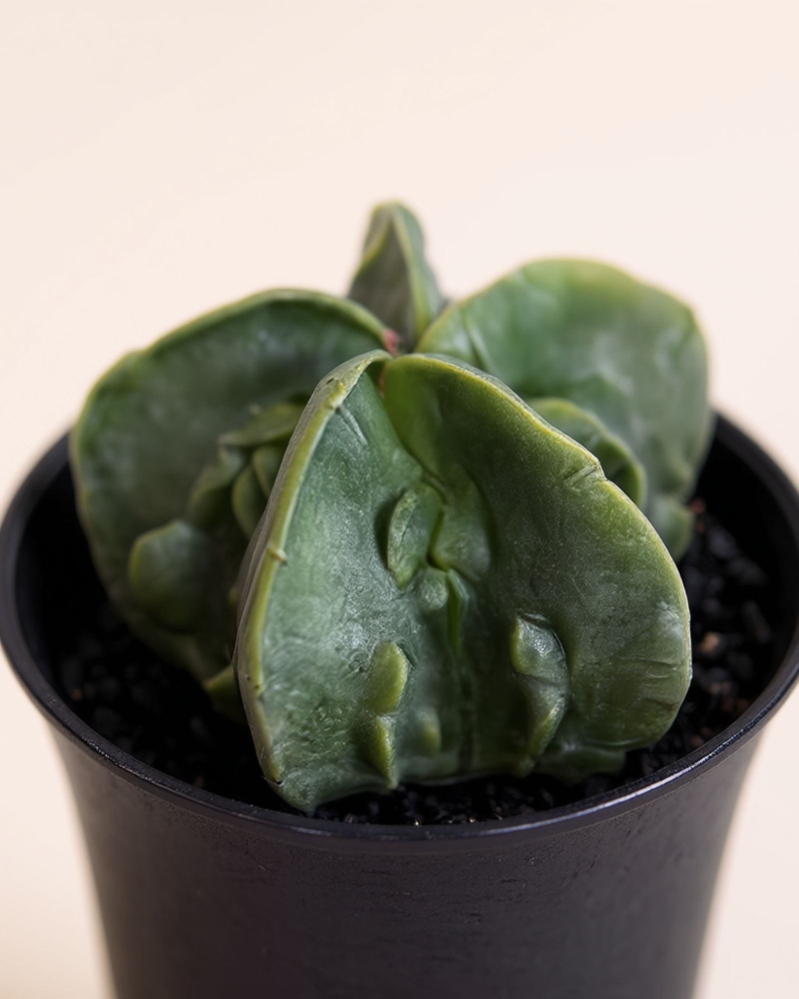 Myriostigma Fukuryu Cactus