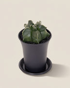 Myriostigma Kikko Cactus