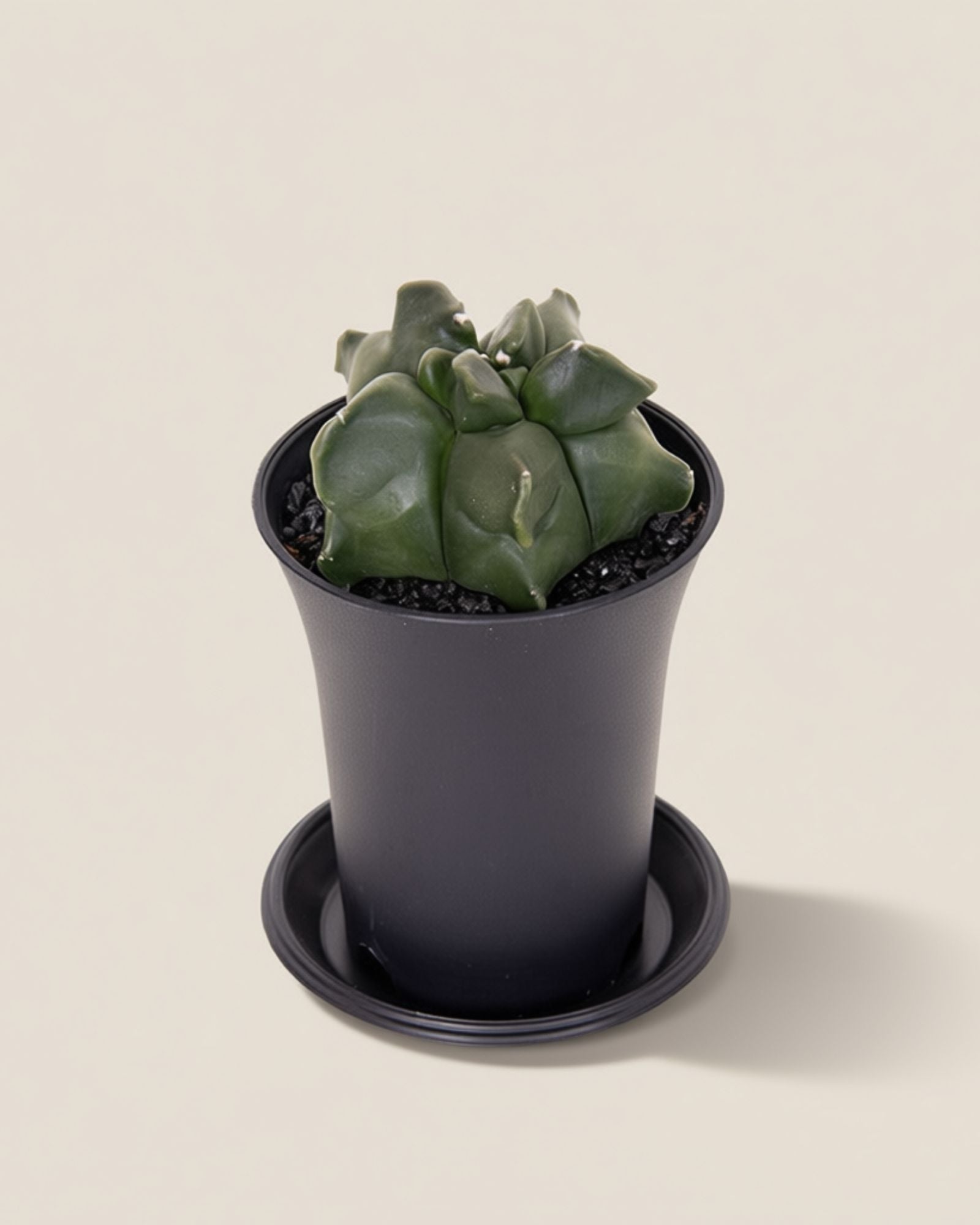 Myriostigma Kikko Cactus