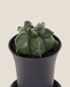 Myriostigma Kikko Cactus