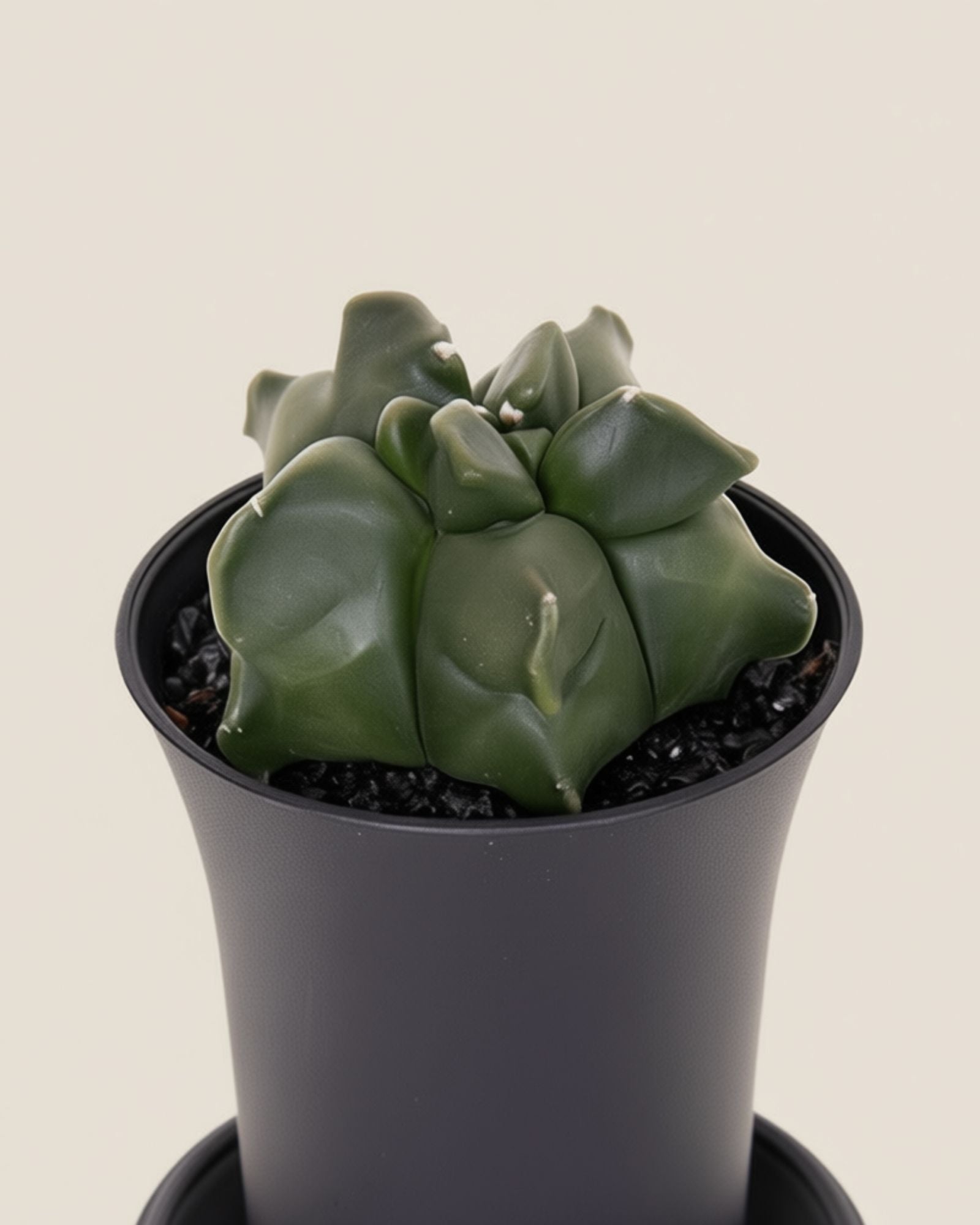 Myriostigma Kikko Cactus