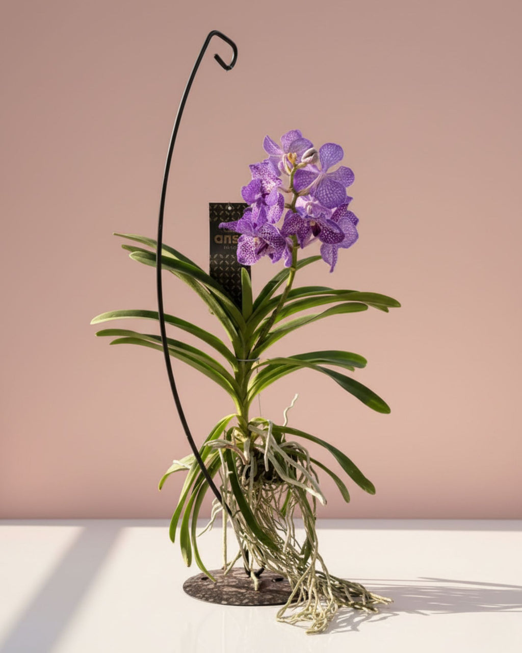 Orchid Vanda Stand