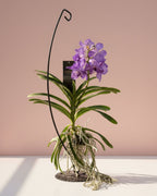 Orchid Vanda Stand
