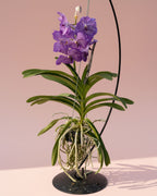 Orchid Vanda Stand